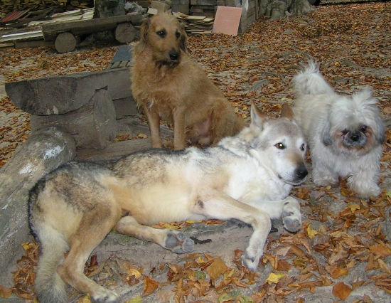 POSLEDNE FOTO V TROJICI : CS.VLCIAK 17 r: SHI TZU 19r. STAJERAK 11r.- ZIJUCI