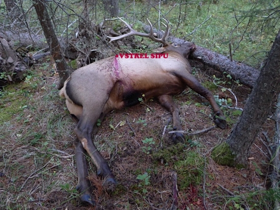 KAMARATOV  ULOVOK S KLADKOVYM LUKOM