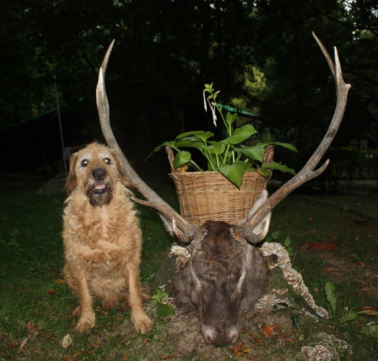 USMEV PO 300 METROVEJ DOHLADAVKE