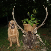 USMEV PO 300 METROVEJ DOHLADAVKE