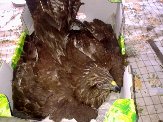 NAJDENY V SNEHU -NA POKRAJI VYCERPANIA