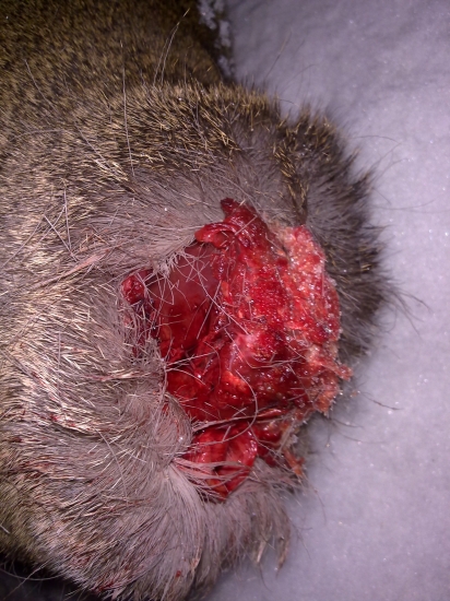 DNESNY NALEZ 10m OD POSLEDNEJ CHALUPY .