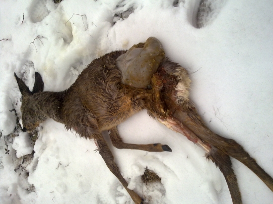 MACICKA ZAS URADOVALA