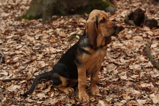 ZOZNAMOVANIE S LESOM