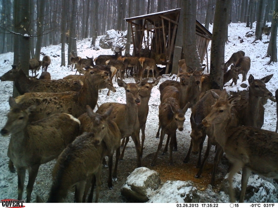 SKORO KAŽDY JEDINEC JE SILNE NAPADNUTY PODKOŽNYMI STREČKAMI