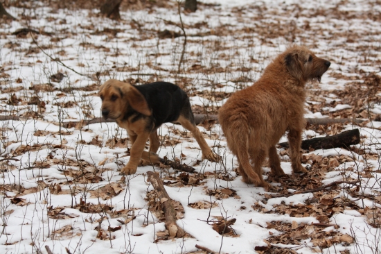 12 ROČNY DOCHODCA A 3 MESAČNA UŠANA