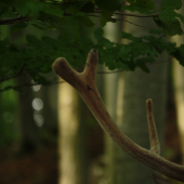 BUDE TO VIDLA ALEBO KORUNA ????????????????