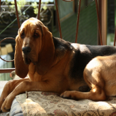 OBEDNA SIESTA