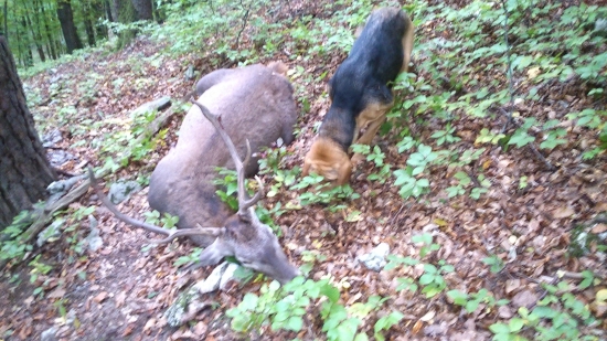 Prvá skutočná dohladavka ukončená jelenom