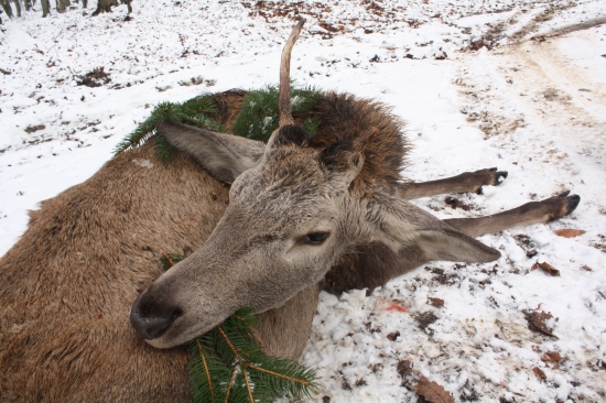 ŠNURA NEZDARU SA PRELOMILA