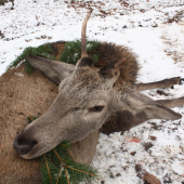 ŠNURA NEZDARU SA PRELOMILA