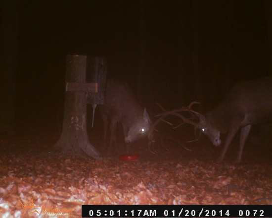 KORUNACI A ROZUM NEMAJU