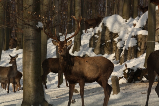 OD RUJE 2013 NEZVESTNY