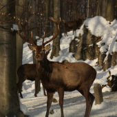 OD RUJE 2013 NEZVESTNY