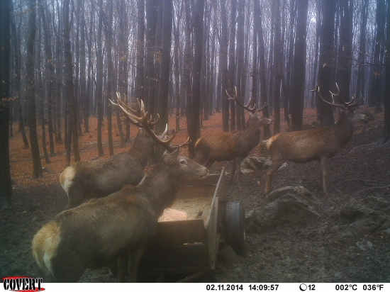 PIATY JE KDE????????????????