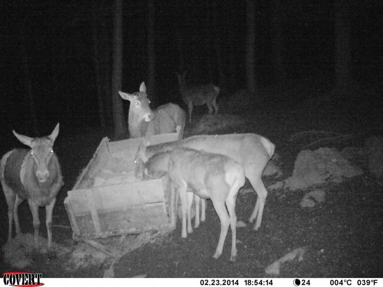 VCERA BOLI ESTE PAROHACI