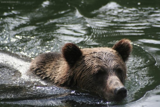 MACO DOPLAVAL NA 5 METROV