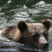 MACO DOPLAVAL NA 5 METROV