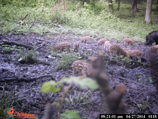 KONECNE SA UKAZAL AJ DORAST