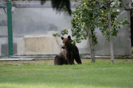 U SUSEDA NA JABLKACH