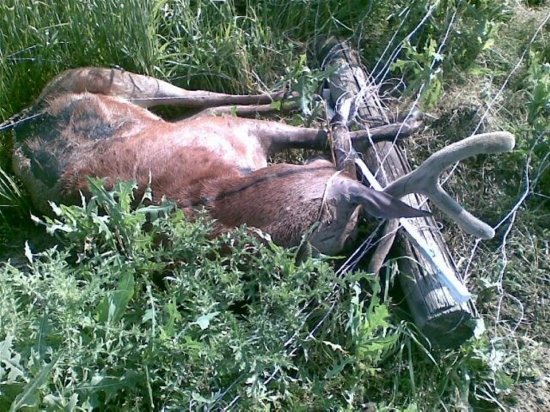 NEGATIVUM EL. OPLOTKOV