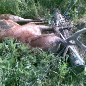 NEGATIVUM EL. OPLOTKOV