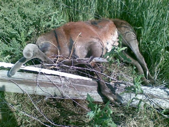 TAKETO UTRPENIE SPOSOBUJETE OPLOTKARY ZAMYSLITE SA?????