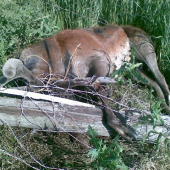 TAKETO UTRPENIE SPOSOBUJETE OPLOTKARY ZAMYSLITE SA?????