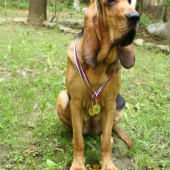 MEDAJLOVA