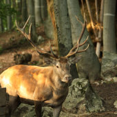 ČO ZA PAROŽIE MI TO NARASTLO??????