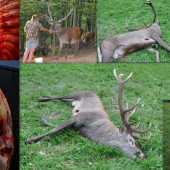 SMUTNY KONIEC PO PREHRATOM SUBOJI.