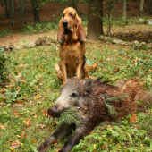 NARODENINOVE DIVIAČA