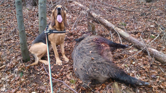 Uspešná dohladavka