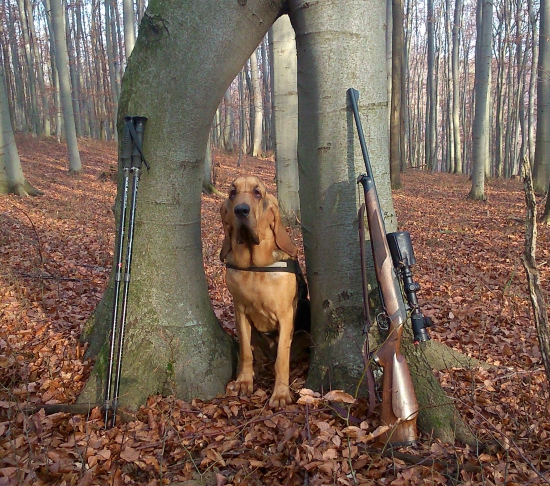 Na potulkách lesom.