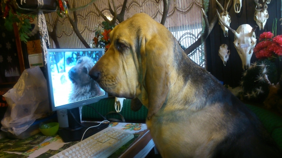 Už aj Ajša blbne s počítačom.