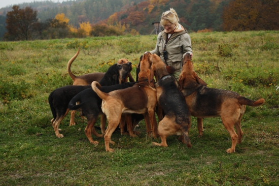 MALÁ SMEČKA MALÝCH PSOV