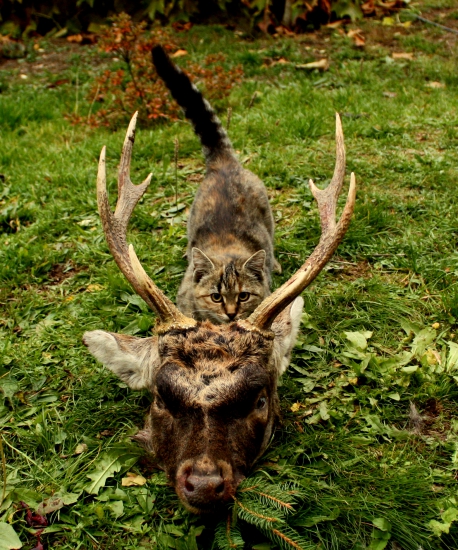 JELEŇ SIKA + KOČACINA