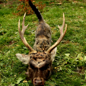 JELEŇ SIKA + KOČACINA