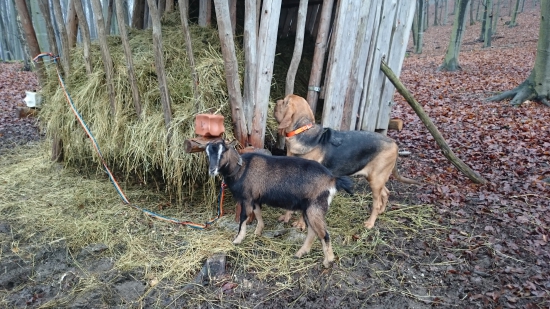Vianočná prechádzka s novou kamarátkou