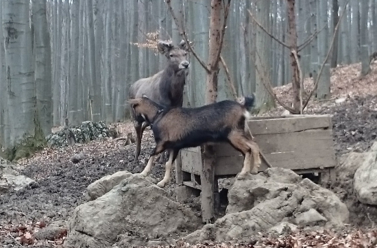 Už aj koza provokuje
