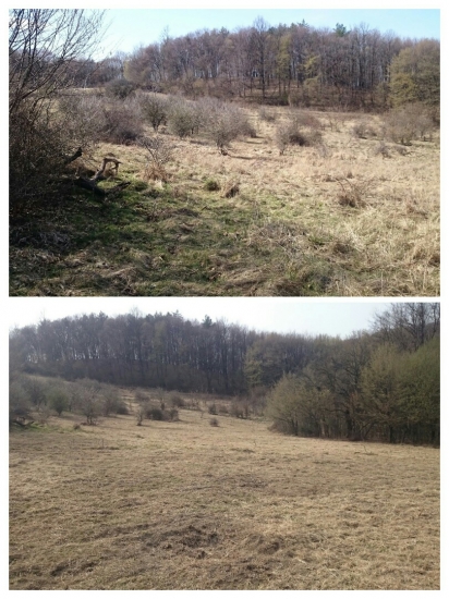 Jarné skulturňovanie lúky 2.