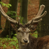 71  Dní od zhodenia