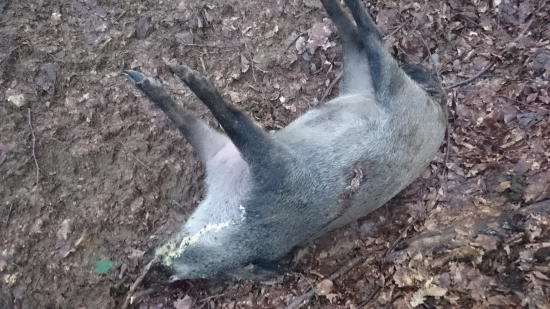 Všetko nasvedčuje tomu že sa sama postrieľala a nedohladala????