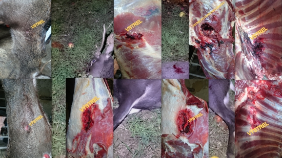 W-270- BLASER CDP 8,4.gr