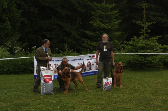 Šaškovanie na klubovej vystave