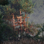 PREDPISOVY V STREDE RUJOVISKA