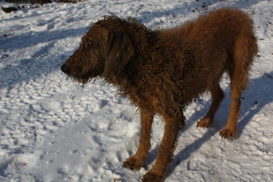 ŠPINOCHEL ŠTAJERSKY