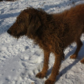 ŠPINOCHEL ŠTAJERSKY