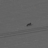 LISKA -BALON VYSKA 450M