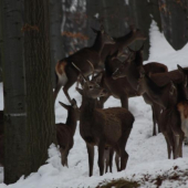 JEDNICKA V SPRIEVODE 2.